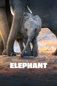 Elephant (2020) Sinhala Subtitles | සිංහල උපසිරසි සමඟ